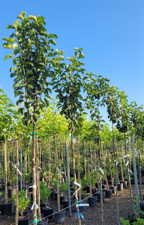 Продукция Maestro Verde - лиственные деревья, кустарники, хвойные ...