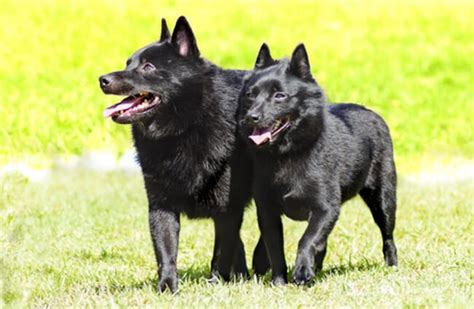 Schipperke Dog (Temperament, Basic Grooming, History & More)