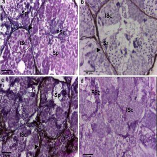 Histological Sections Of Testes And BO In Rhinella Bergi Testis