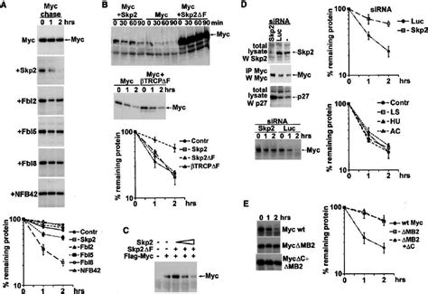 Skp2 Regulates C Myc Proteasome Mediated Turnover A Skp2 Stimulates