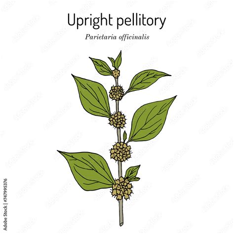 Upright Pellitory Or Eastern Pellitory Of The Wall Parietaria