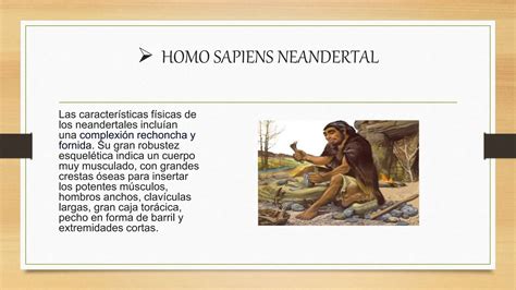 Evolución De Los Primates Y Homínidos Fósiles Alpptx