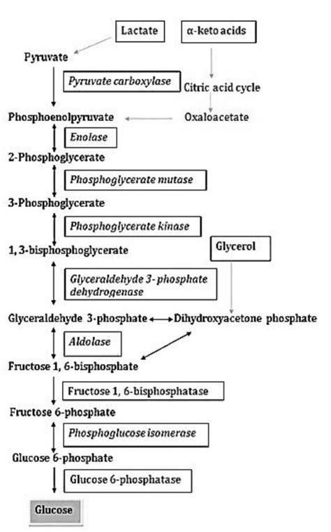 Gluconeogenesis Pathway Biology Ease