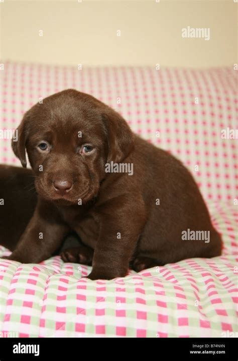 Chocolate Labrador puppy Stock Photo - Alamy