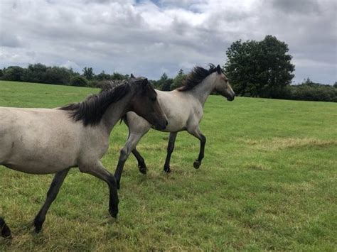 Connemara pony sales 12/09/22 Lot 206 for sale in Galway for €1 on DoneDeal