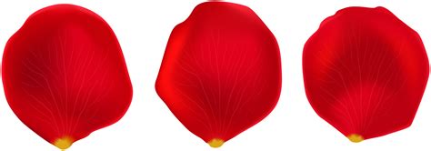 Flower Petal Png Cheapest Shops