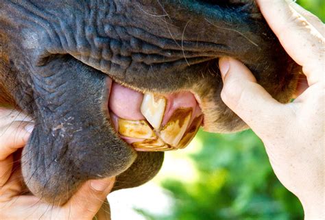 Signs That Your Horse May Need A Dental Check Up