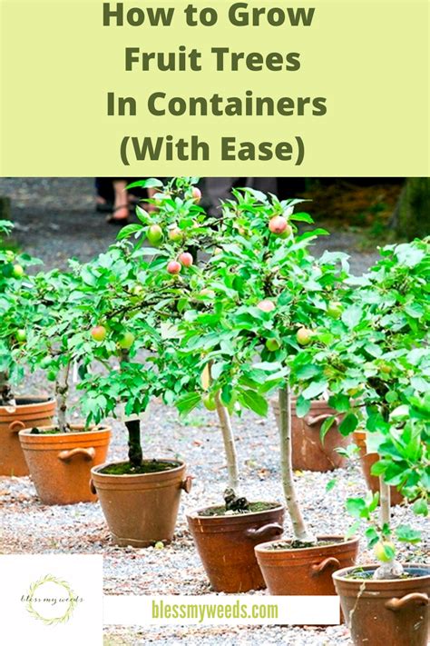 11 Best Fruit Trees To Grow In Containers Artofit