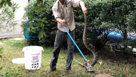 Five Foot Diamondback Rattlesnake Catcher In Orange Park FL Quick Catch