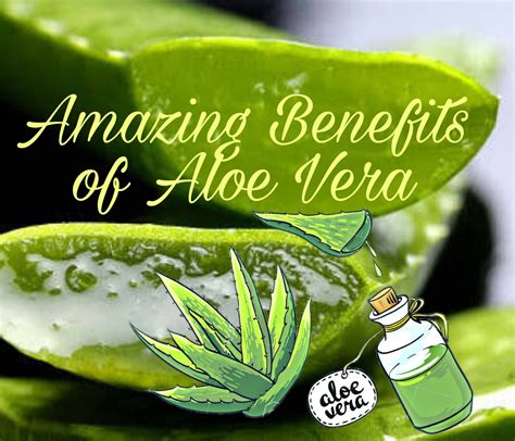 List 95 Pictures Pictures Of Aloe Vera Updated