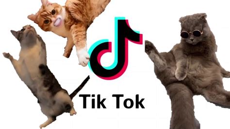 КОТИКИ ТИК ТОК Cats Tik Tok ГОВОРЯЩИЕ КОТЫ Talking Cats Tiktok Youtube