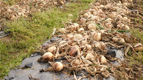 Cultivo De Cebolla Madura En El Suelo Cosecha De Campo Vegetal