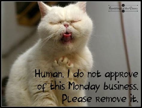 Monday Nope Funny Sunday Memes Monday Cat Cat Quotes Funny