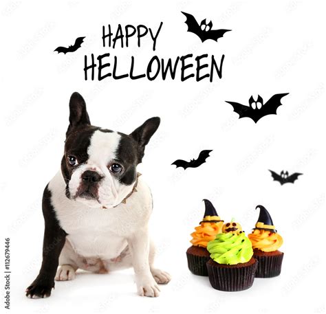 Cute dog wearing funny costume for Halloween, isolated on white Stock ...