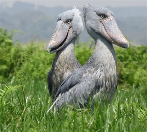 Shoebill Safari In Uganda Uganda Safaris