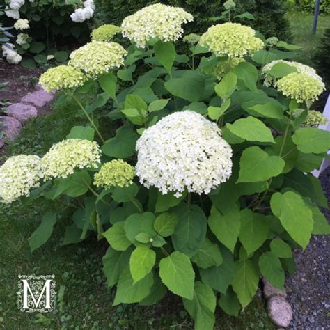 Pallohortensia Annabelle Mustila Puutarha