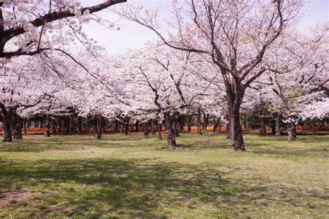 Cherry Blossom | Tokyo Park