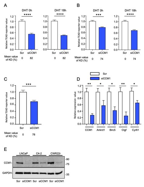 Ccm Upregulates Yap Taz Signaling A Lncap And B C Cells Were