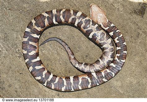 Trans Pecos Copperhead Trans Pecos Copperhead Agkistrodon Contortrix