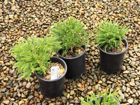 Buy Cryptomeria Japonica Little Diamondjapanese Cedar Conifer Kingdom