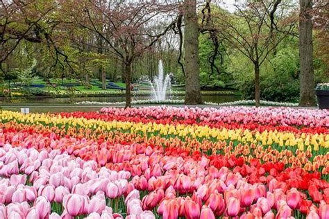 Private Flower Fields And Keukenhof Tour | Best Flower Site