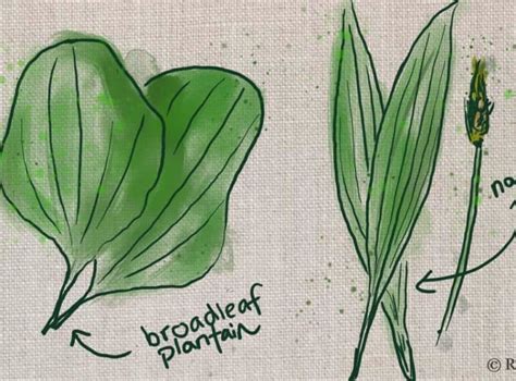 Plant Comparison Purslane Vs Portulaca Rusticwise