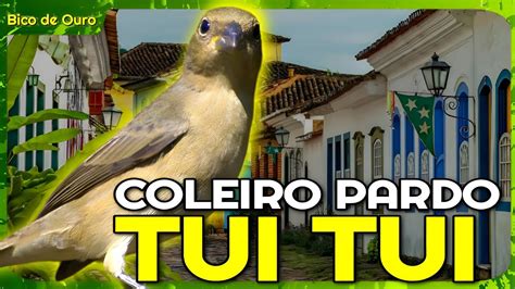 Coleiro Pardo Tui Tui Puro Para Encarte Youtube