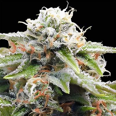 Gorilla Breath - Strain-Verified Cannabis Clones