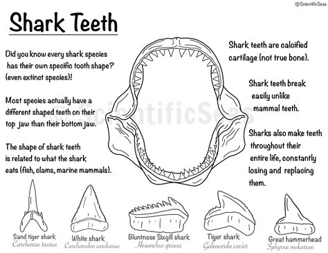 Shark Teeth Coloring Page - Etsy