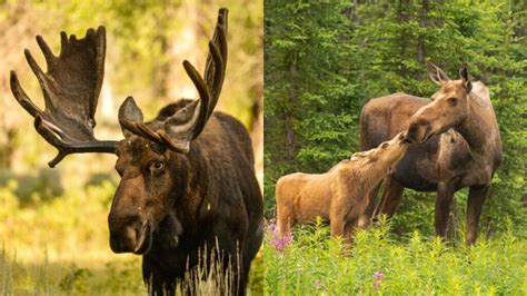 10 Facts About Moose Online Field Guide