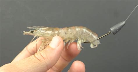 How To Make A Weedless Shrimp Rig Quick And Easy Method