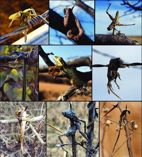 Examples of prey items in Loggerhead Shrike larder caches found during ...