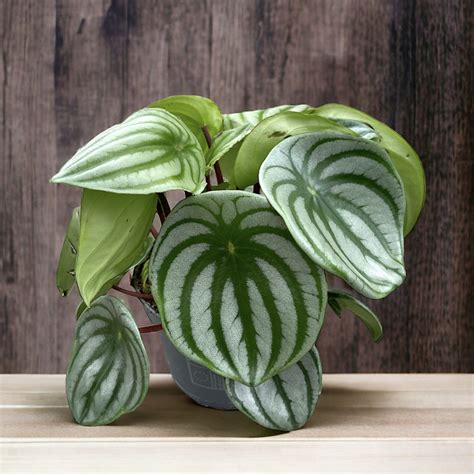 Peperomia Argyreia Watermelon PLANTA NOVA