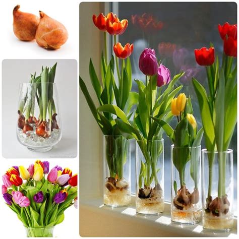 Tulips Are Effortlessly Elegant And Can Easily Brighten Homes With Their Vibrant Array Of Colors