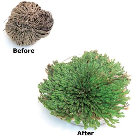 Large Rose Of Jericho Resurrection Plant Rosa De Jerico Reviving House