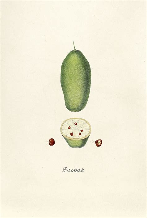 Antique illustration of Baobab | Premium Photo Illustration - rawpixel