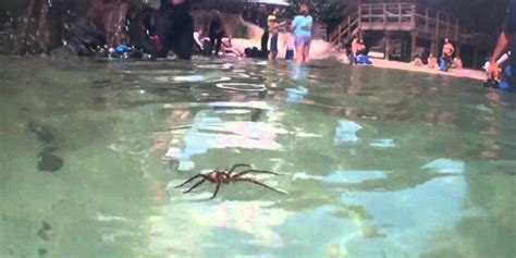 You Will Never Swim Easy Again When You See How Easily Spiders Walk On