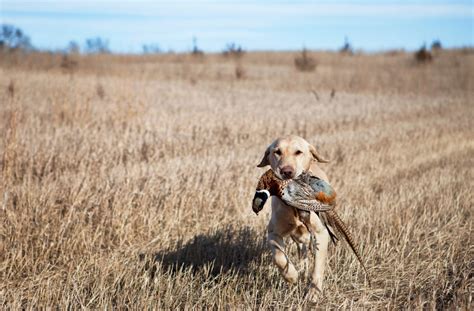 The Best Upland Hunting Tips, from a Long-Time Bird Hunter