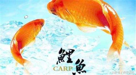 年年有魚的「魚」是什麼魚——（魚叫獸答疑第七期） 每日頭條