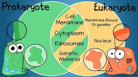 Amoeba Sisters Cell Theory