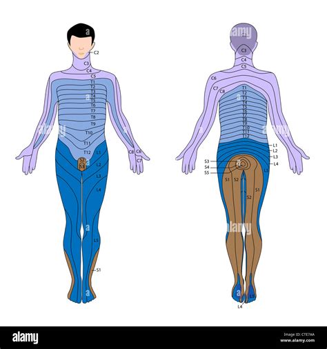 Dermatomes And Myotomes Sensation Anatomy Geeky Medic Vrogue Co