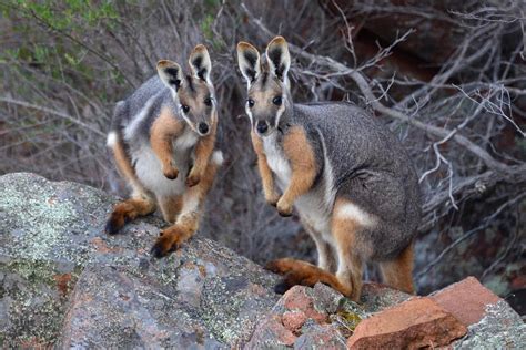 A Yellow Footed Rock Wallaby And Her Joey From The Gawler Ranges