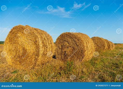 Round Bales Of Hay In The Field Stock Image Image Of Landscape