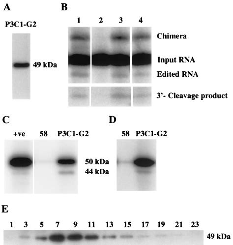 Immunoanalysis Of The Editing Complex Using A MAb A MAb P3C1 G2