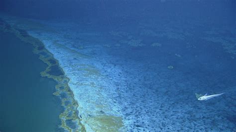 Brine Pool: An Underwater Lake | Nautilus Live