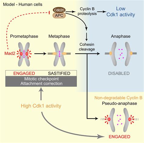 Cdk Inactivation Terminates Mitotic Checkpoint Surveillance And