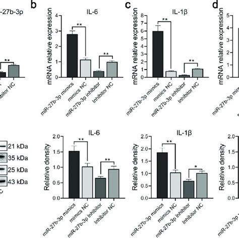 Mir 27b 3p Promoted Expressions Of Tnf α Il 6 And Il 1β In Microglial