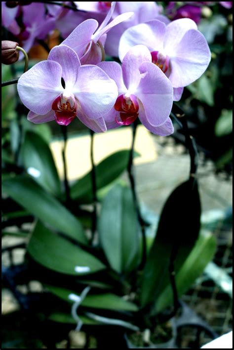 Phalaenopsis Anggrek Bulan Kampoeng Anggrek