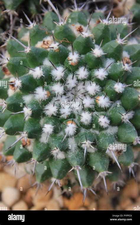 Mammillaria Longimamma Finger Cactus Desert Plant At The Garfield