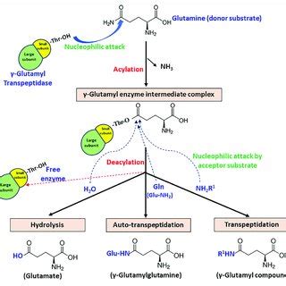 Schematic Representation Of The Proposed Catalytic Mechanism Of